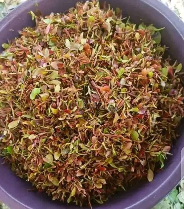 Grade 1 Miraa (Khat)