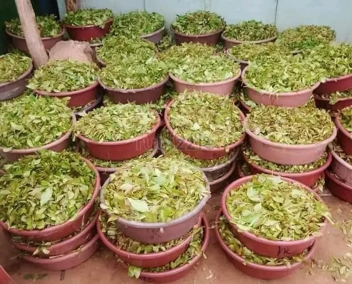 Kenya Miraa Khat